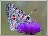 Apollon